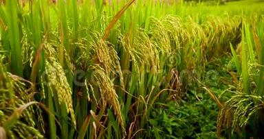 稻田绿色农业生态系统亚洲水稻稻田越南绿色农场。 收获农业种植黄金